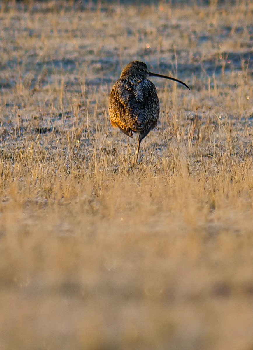 Long-billed Curlew - Bob Izumi