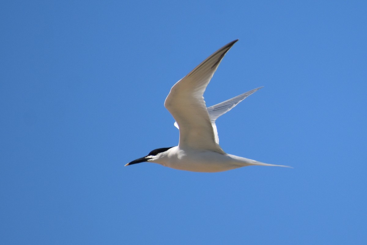 Sandwich Tern - Claire H