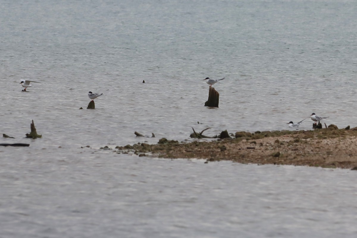 Forster's Tern - Vincent O'Brien