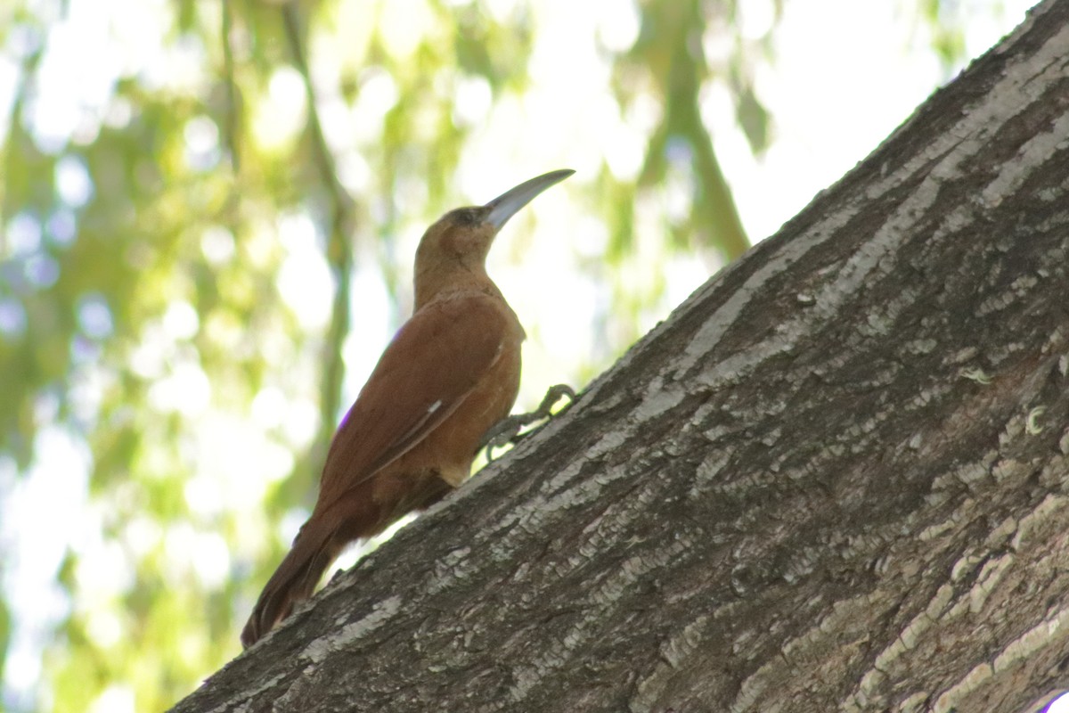 Great Rufous Woodcreeper - ML562491321