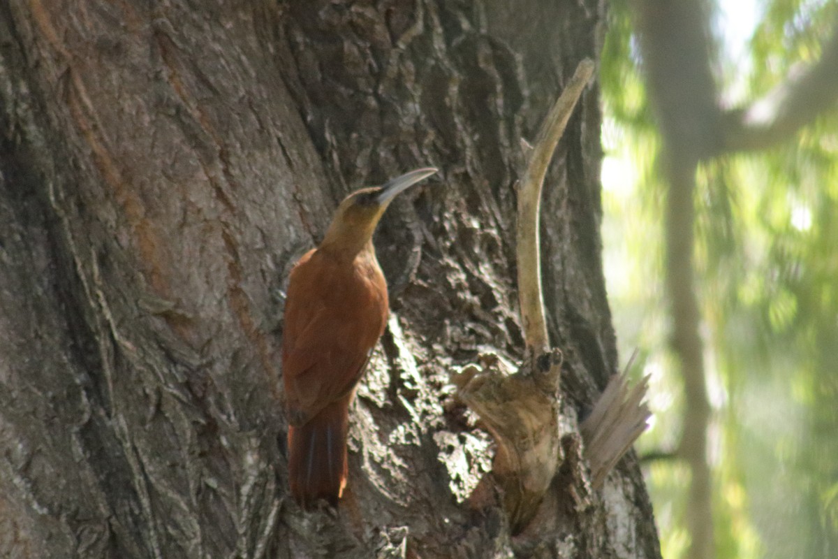 Great Rufous Woodcreeper - ML562491341