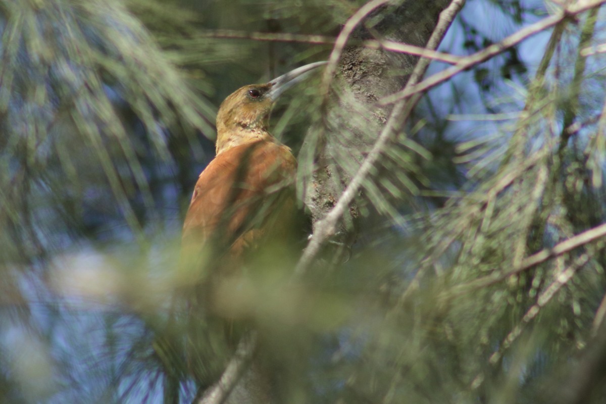 Great Rufous Woodcreeper - ML562491351