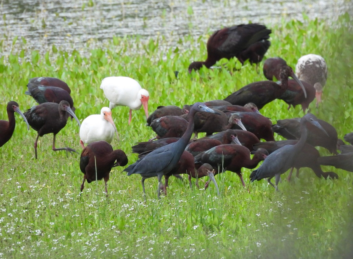 Little Blue Heron - ML562491521