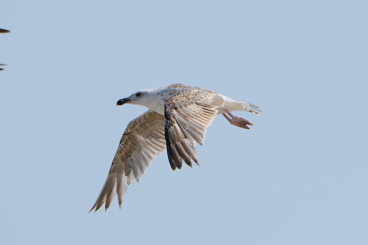 Great Black-backed Gull - James Smithers