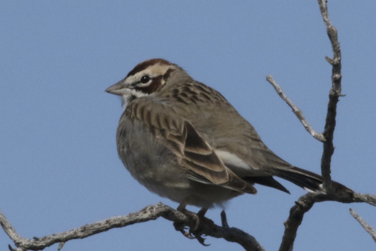 Bruant à joues marron - ML562492601