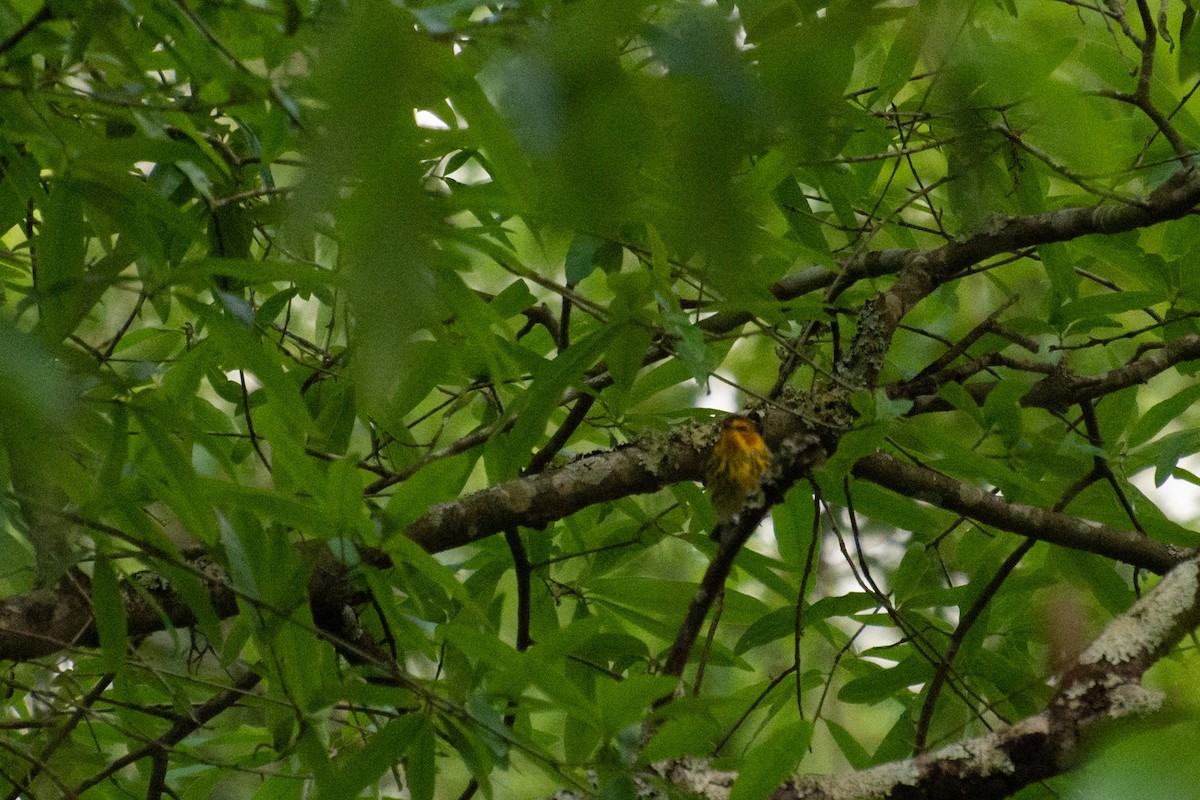 Cape May Warbler - ML562492831