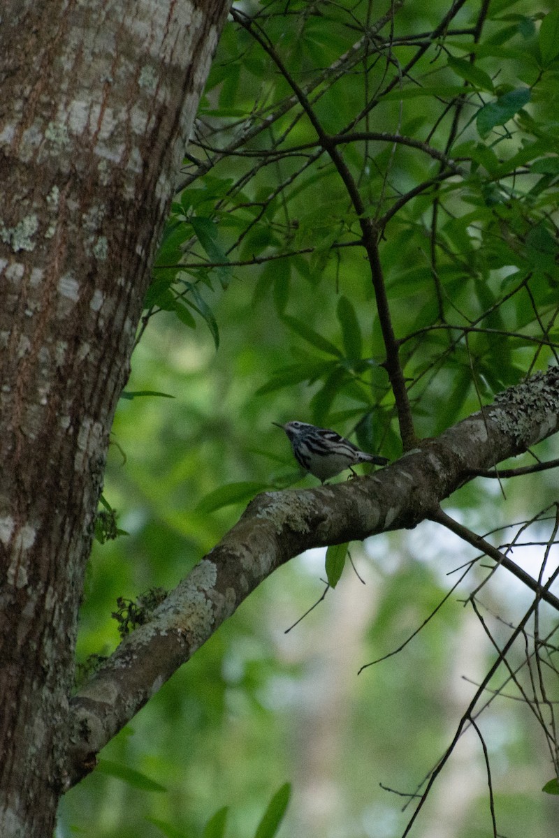 Black-and-white Warbler - ML562492981