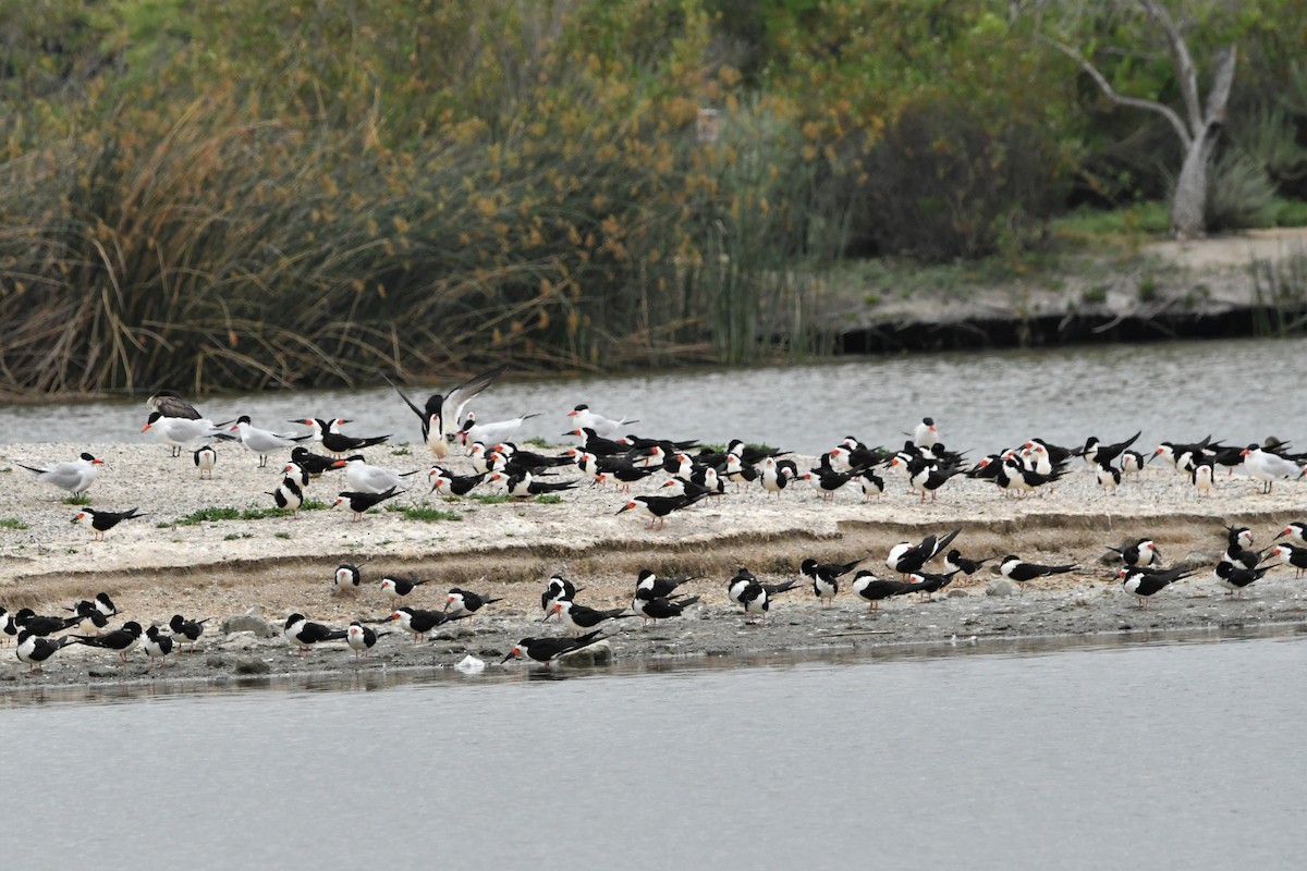 Black Skimmer - ML562493281