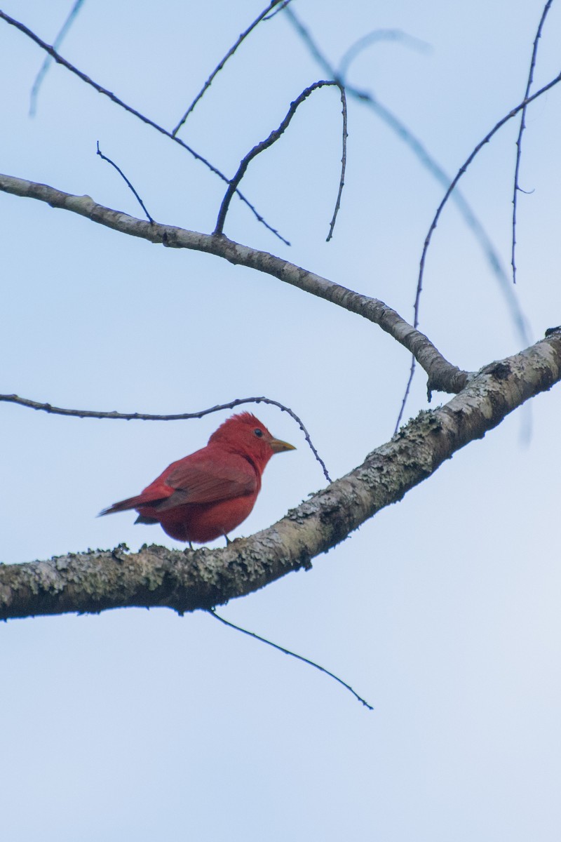 Summer Tanager - ML562493291