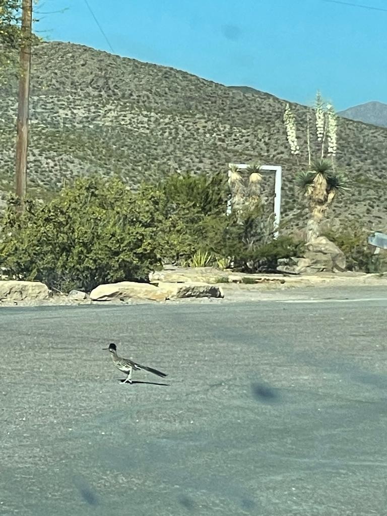 Greater Roadrunner - ML562493651