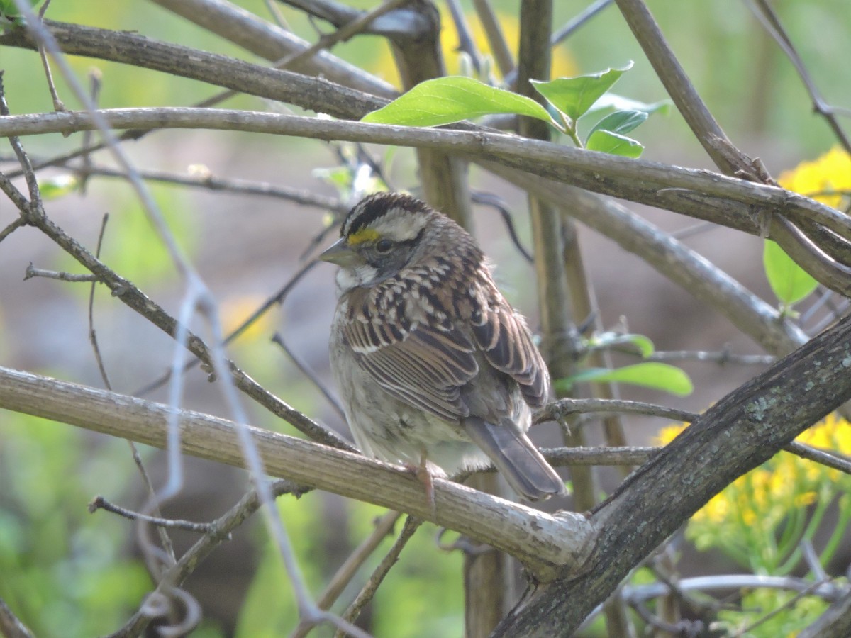 White-throated Sparrow - ML562495351