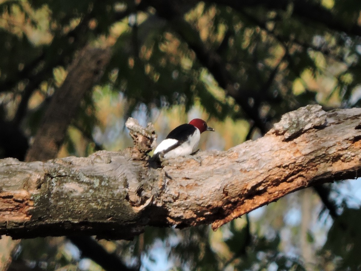 Red-headed Woodpecker - ML562495491