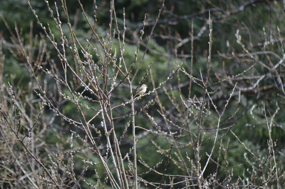 Ruby-crowned Kinglet - ML56249571