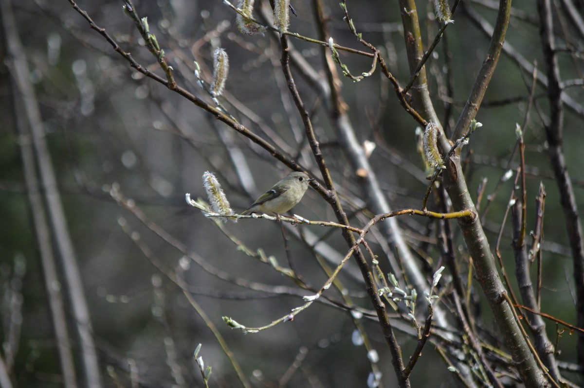 Ruby-crowned Kinglet - ML56249581