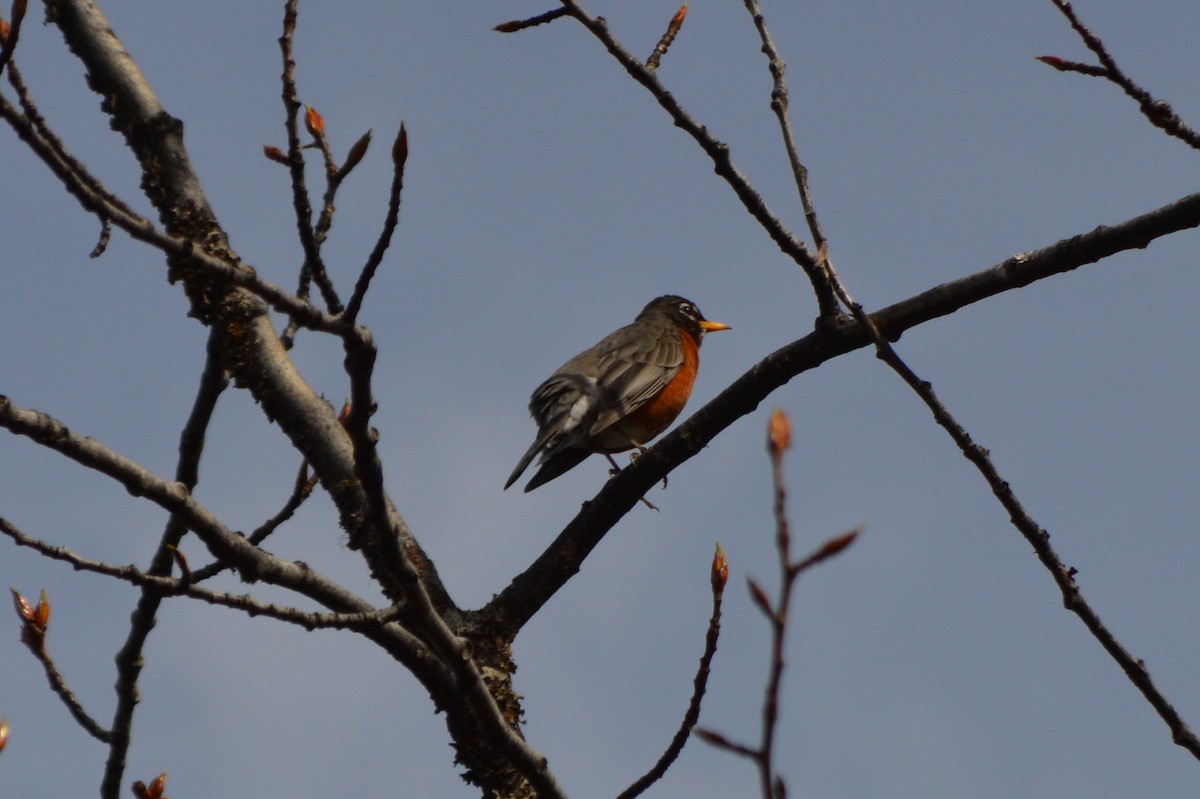 American Robin - ML56249591