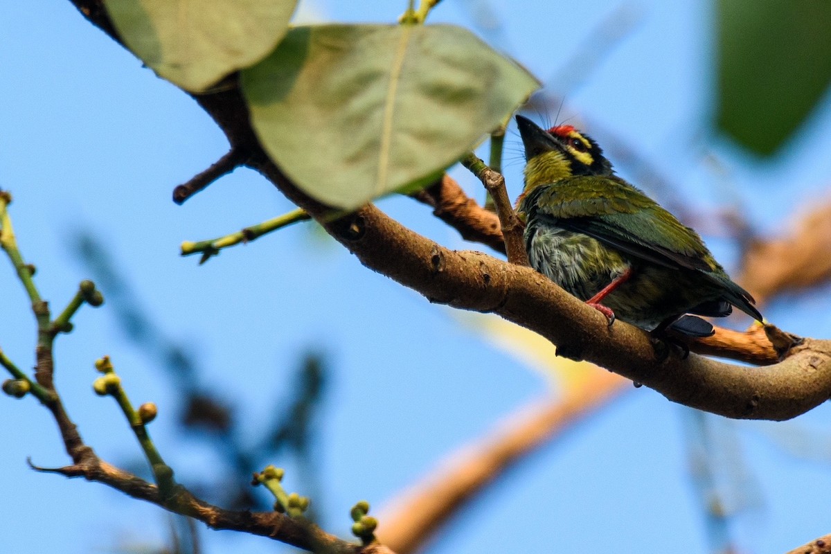 Coppersmith Barbet - ML562496621