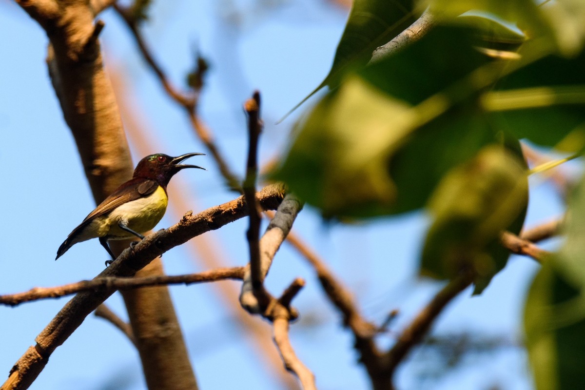 Purple-rumped Sunbird - ML562496831