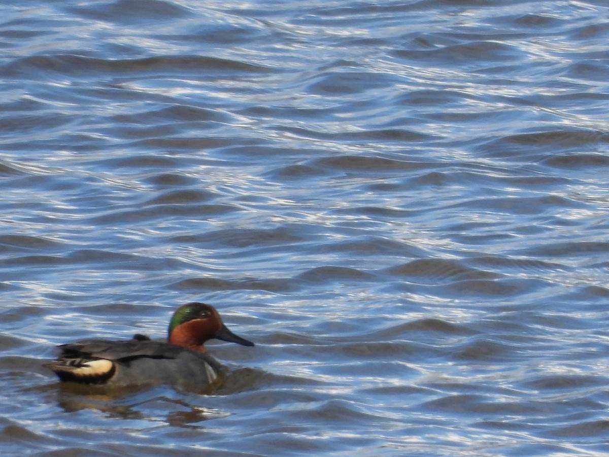 Green-winged Teal - Marcea Marine