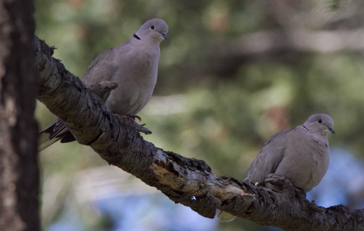 Eurasian Collared-Dove - ML562500571