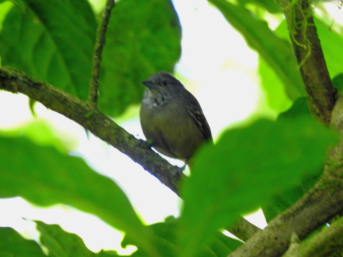 Checker-throated Stipplethroat - ML562500731