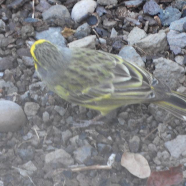 Yellow-fronted Canary - ML562501561