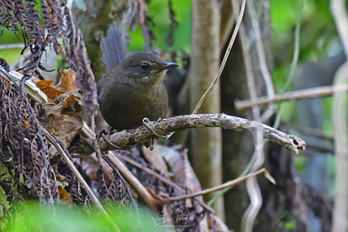 Long-tailed Bush Warbler - Allan Barredo