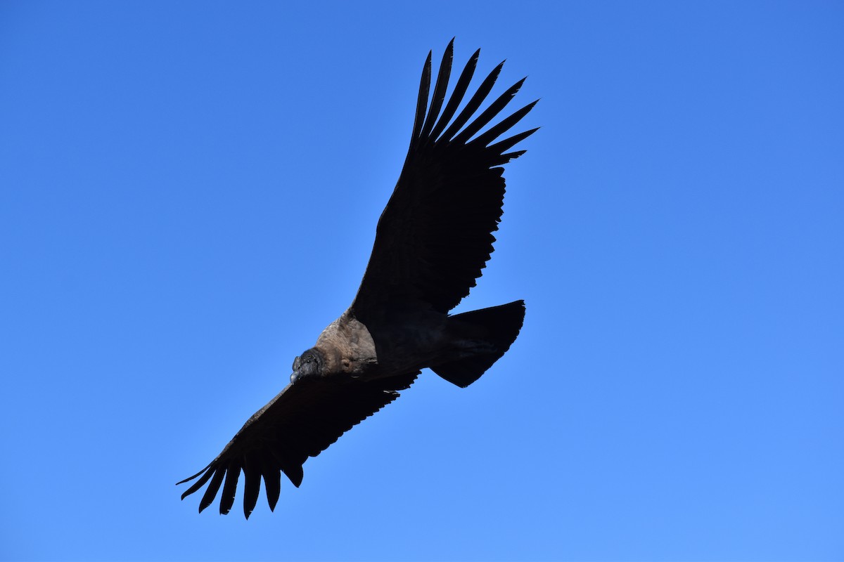Condor des Andes - ML562502211
