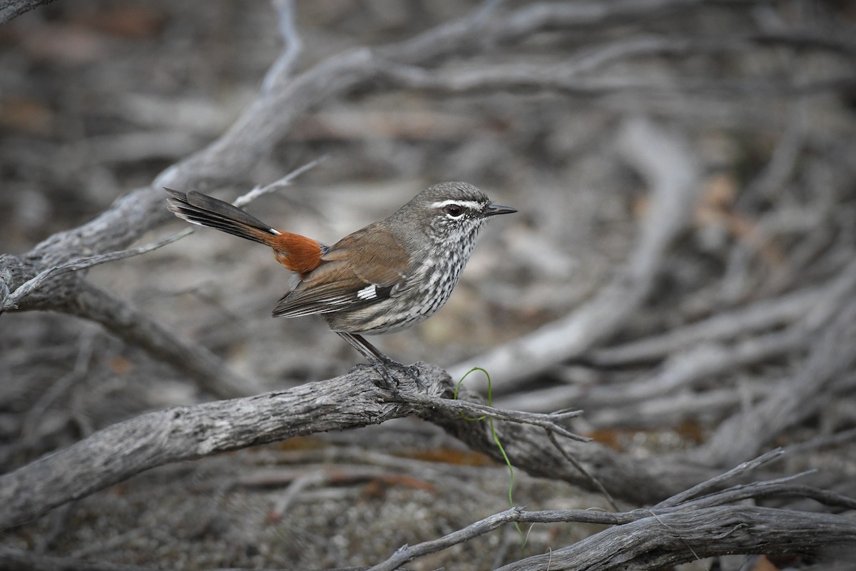 Shy Heathwren - Trevor Evans