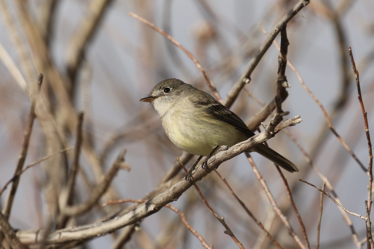 Dusky Flycatcher - ML562503651