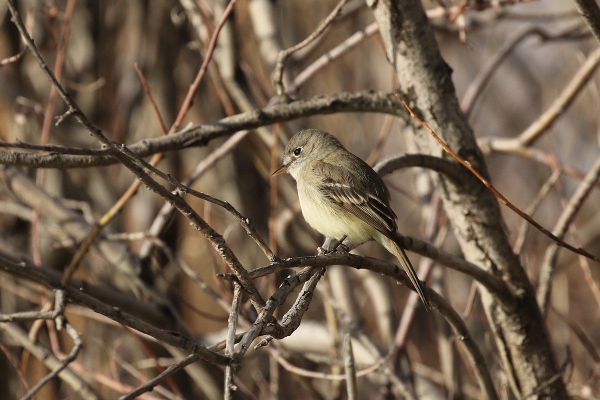 Dusky Flycatcher - ML562503691