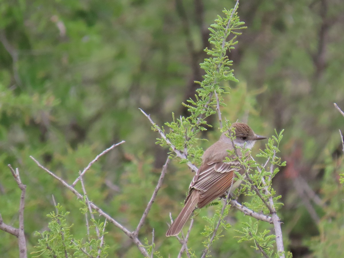 Ash-throated Flycatcher - ML562503871