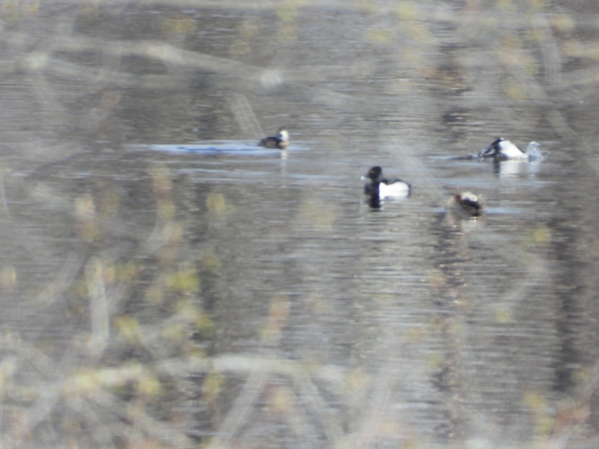 Lesser Scaup - ML562504261