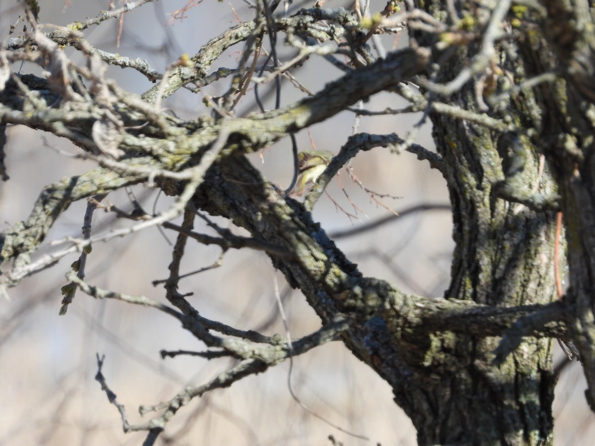 Ruby-crowned Kinglet - ML562504611