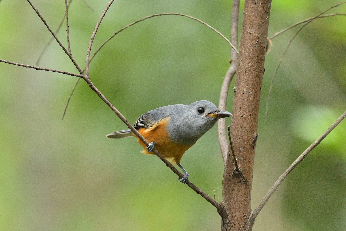 Black-faced Monarch - ML562504881