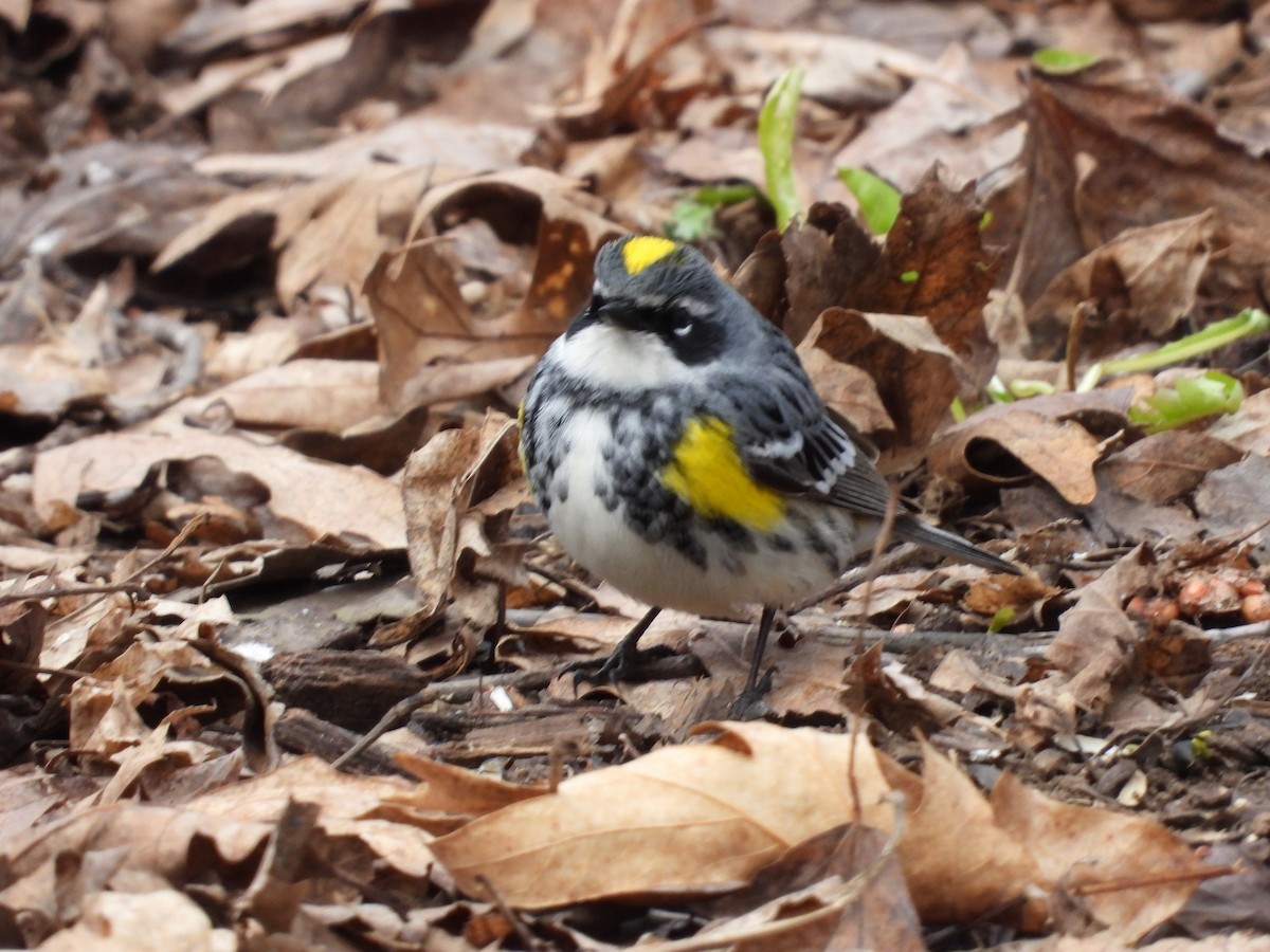 Yellow-rumped Warbler - ML562504891