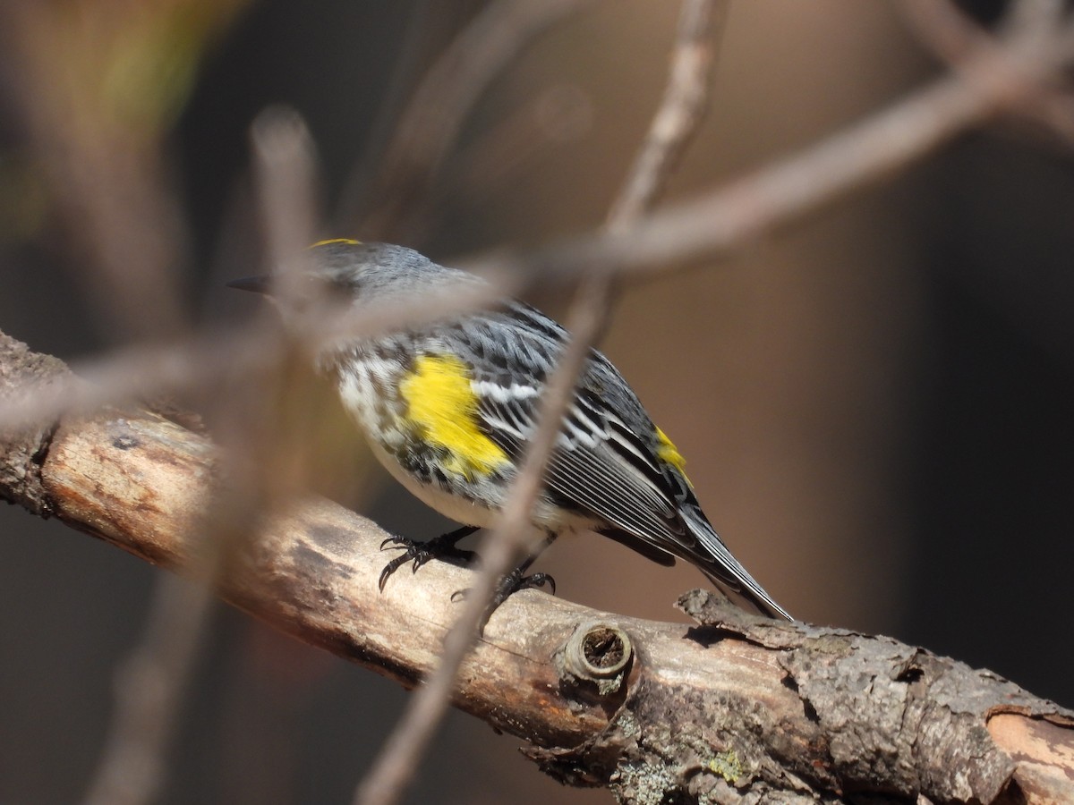 Yellow-rumped Warbler - ML562504901