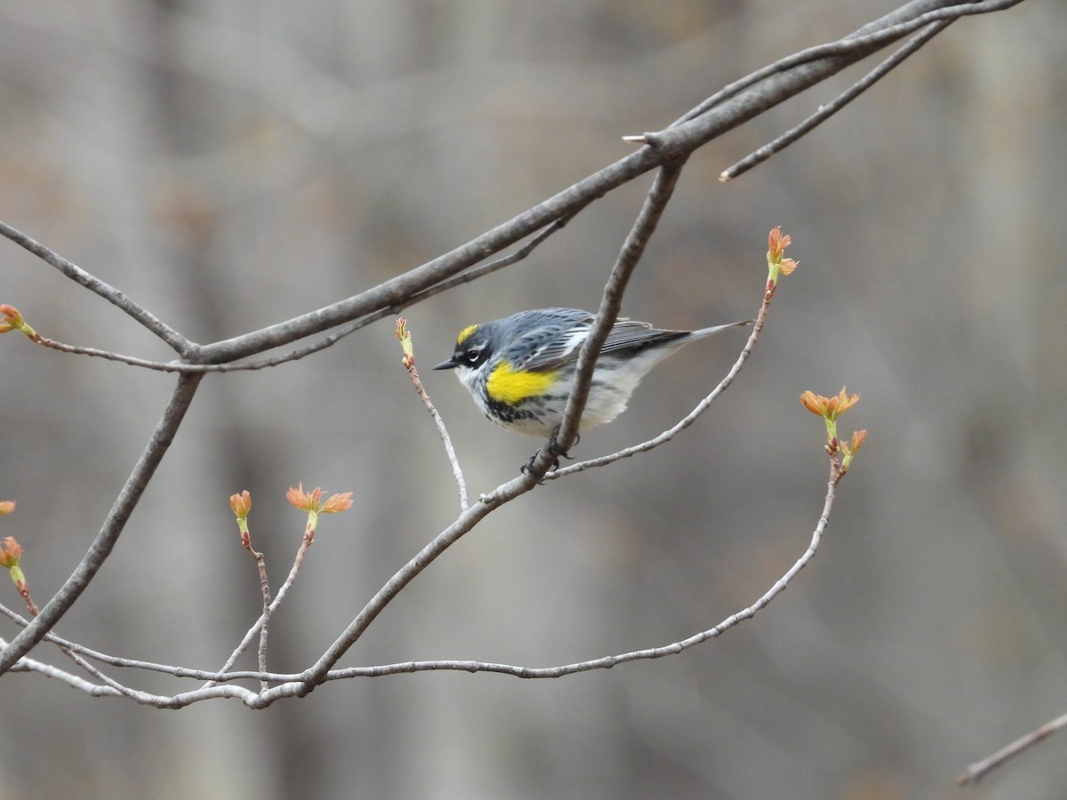 Yellow-rumped Warbler - ML562504911