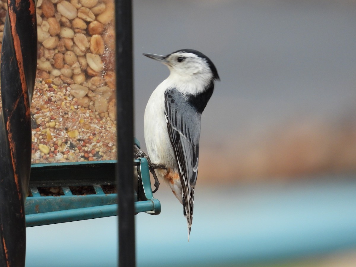 White-breasted Nuthatch - ML562505511