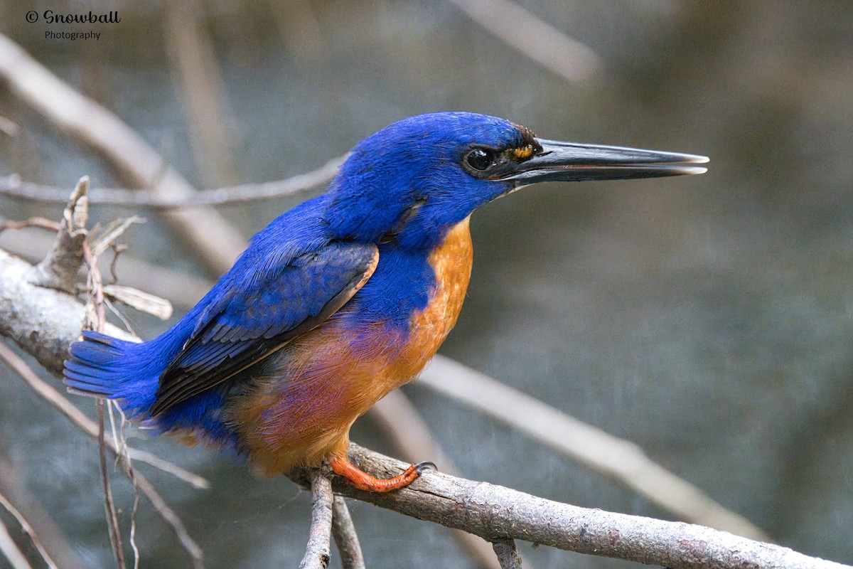 Azure Kingfisher - Martin Snowball