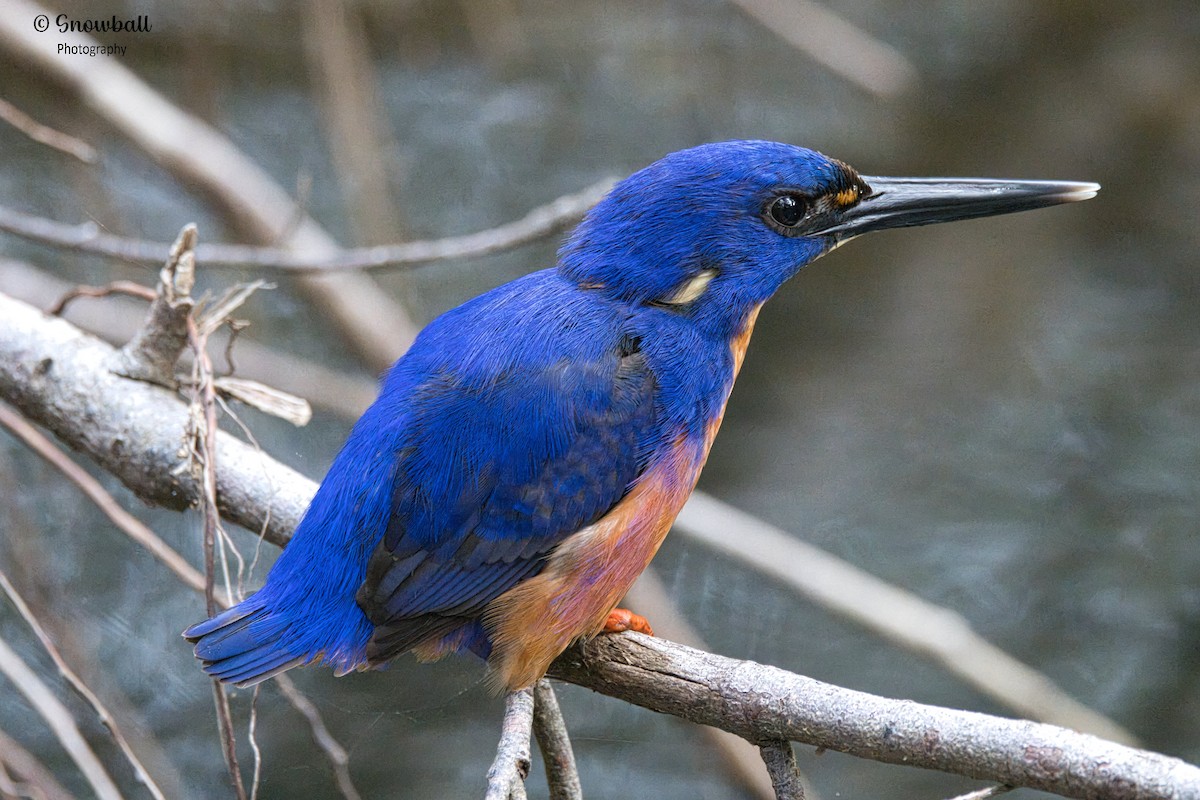 Azure Kingfisher - Martin Snowball