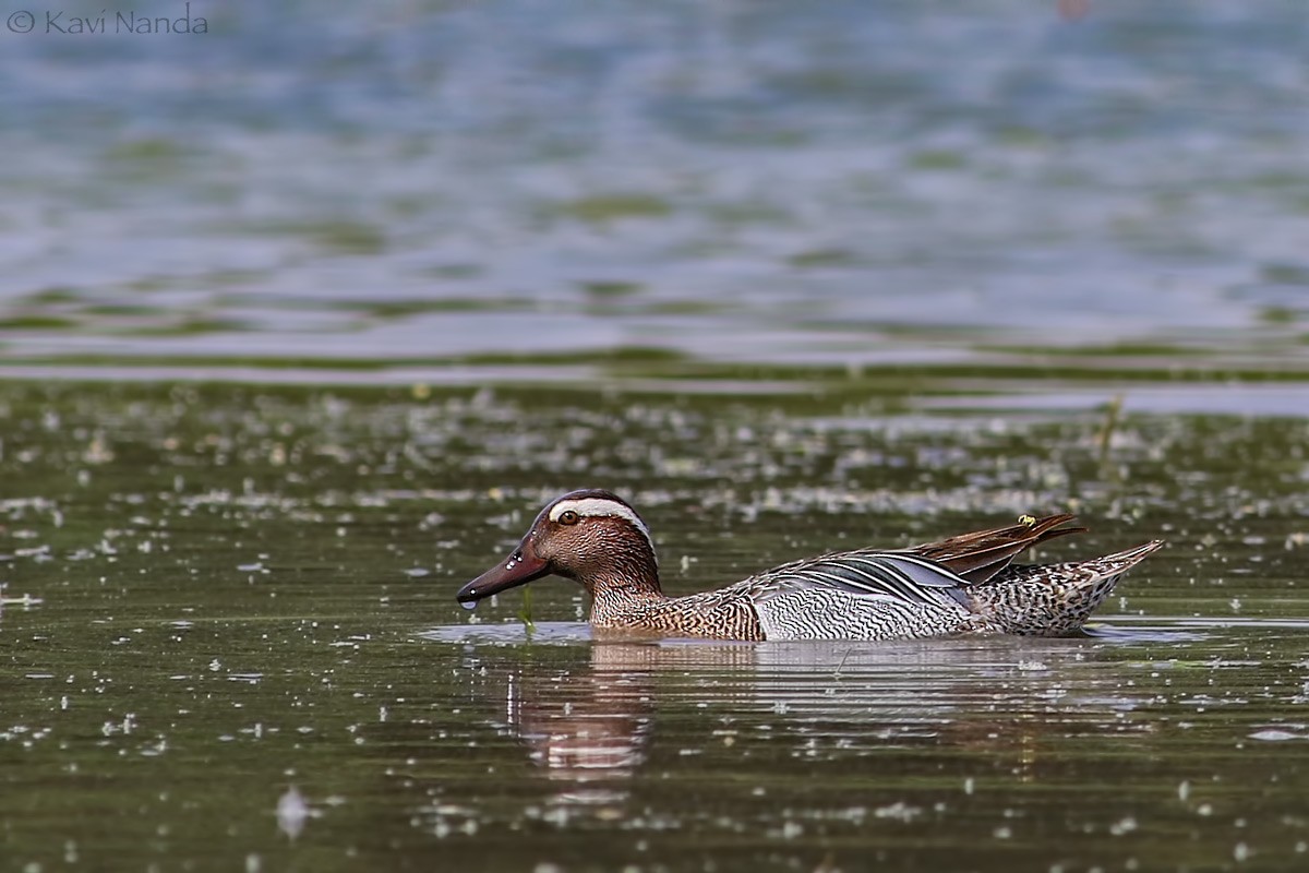 Garganey - ML56250621