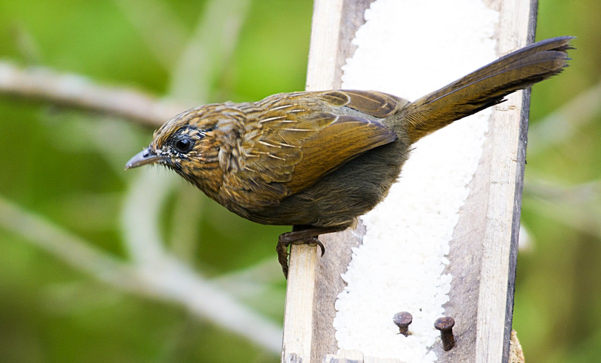 Streaked Laughingthrush - ML562506381
