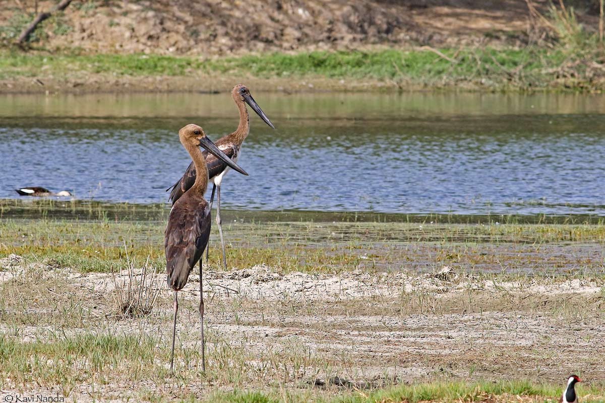 Black-necked Stork - ML56250711