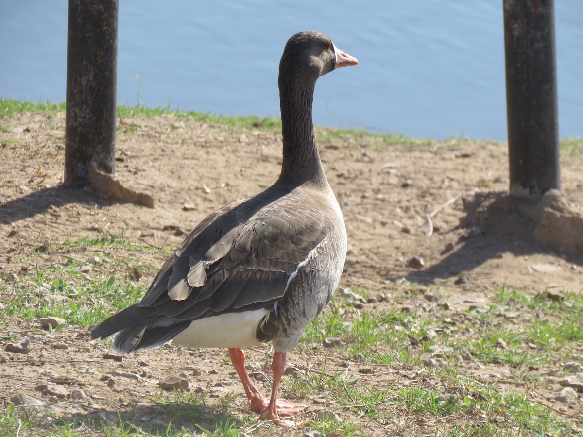 Greater White-fronted Goose - ML562508001