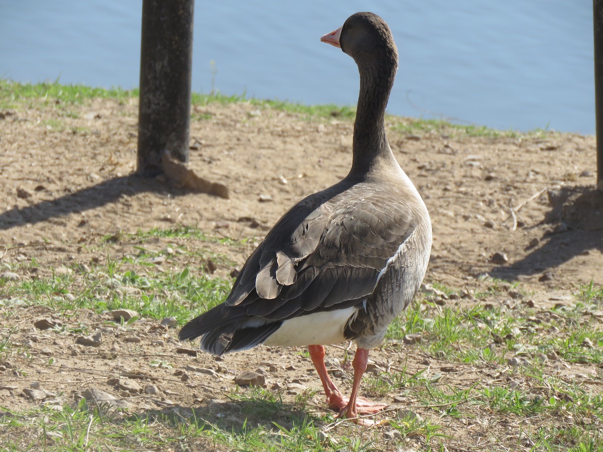 Greater White-fronted Goose - ML562508011