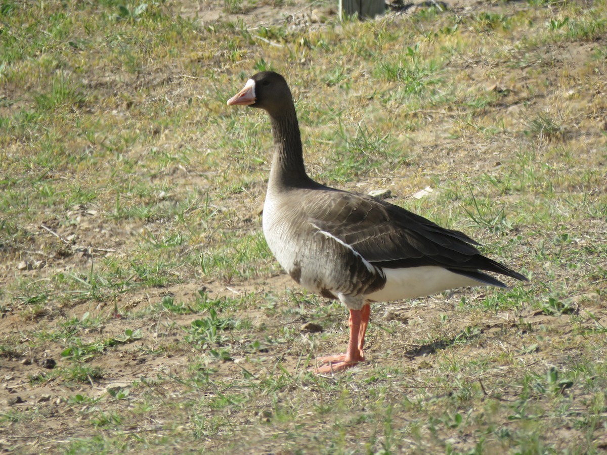 Greater White-fronted Goose - ML562508021