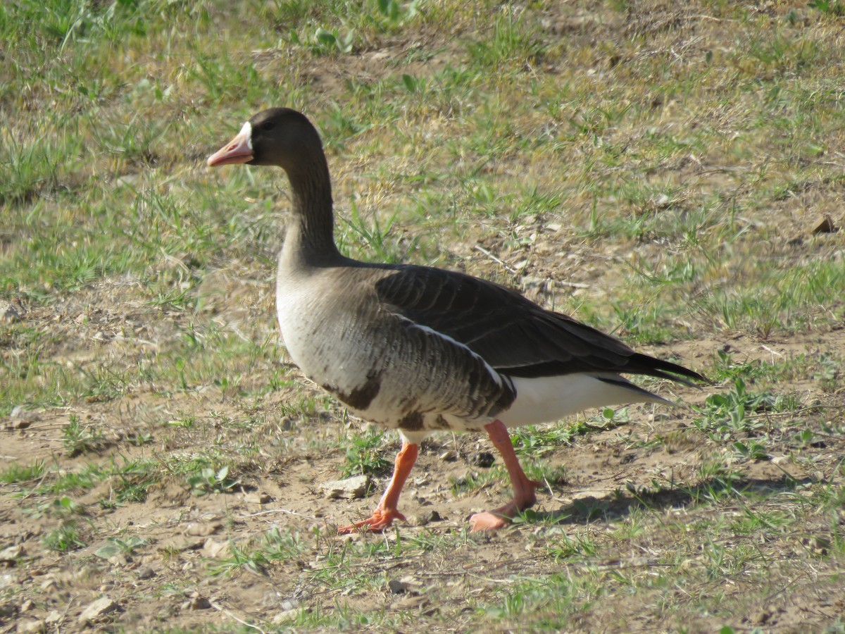Greater White-fronted Goose - ML562508031