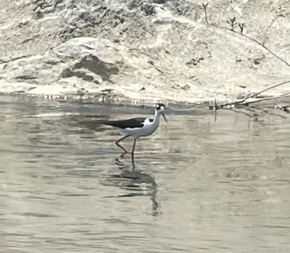 Black-necked Stilt - ML562508851