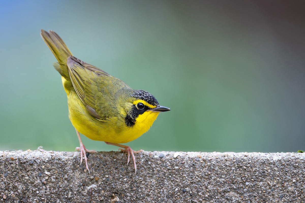 Kentucky Warbler - ML562509101