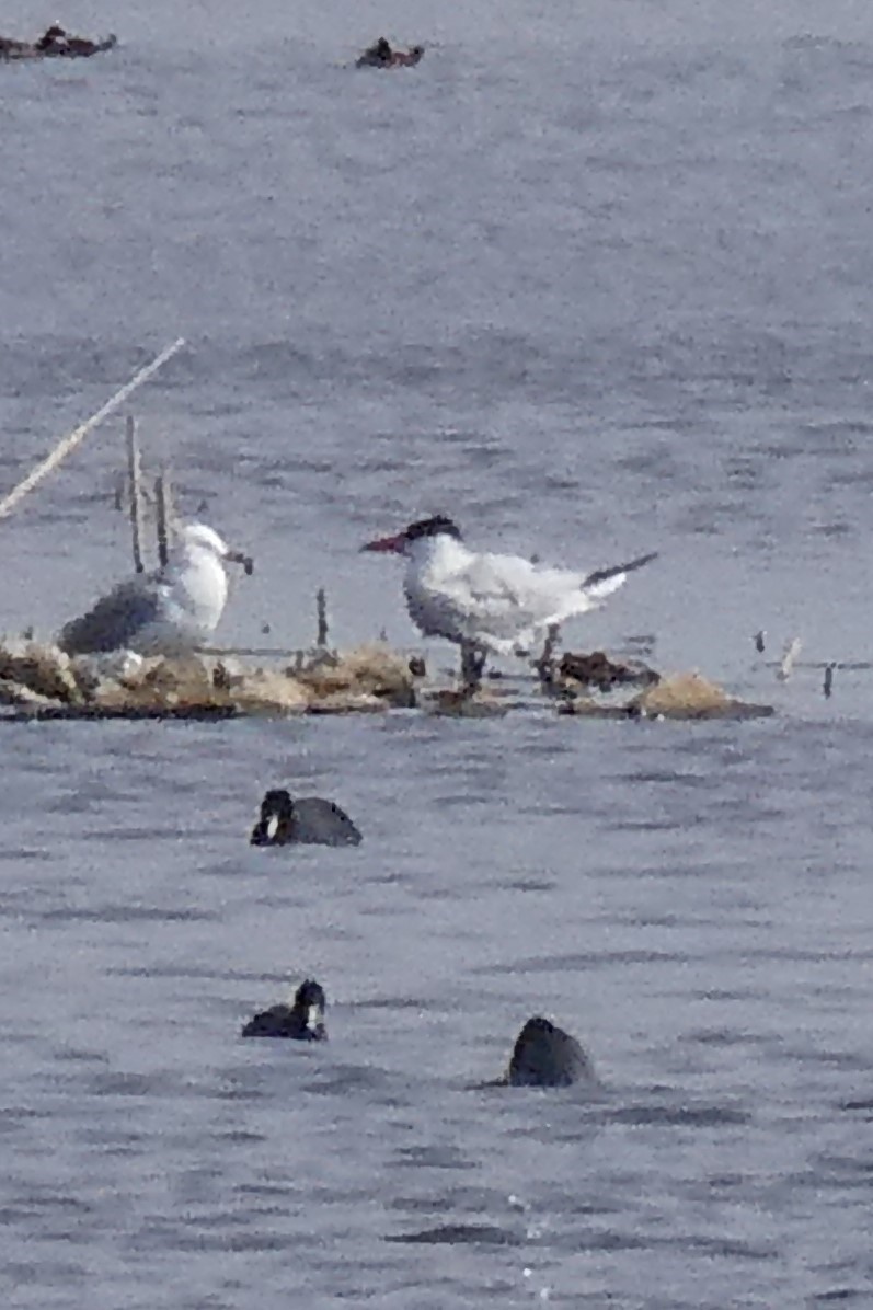 Caspian Tern - ML562511771